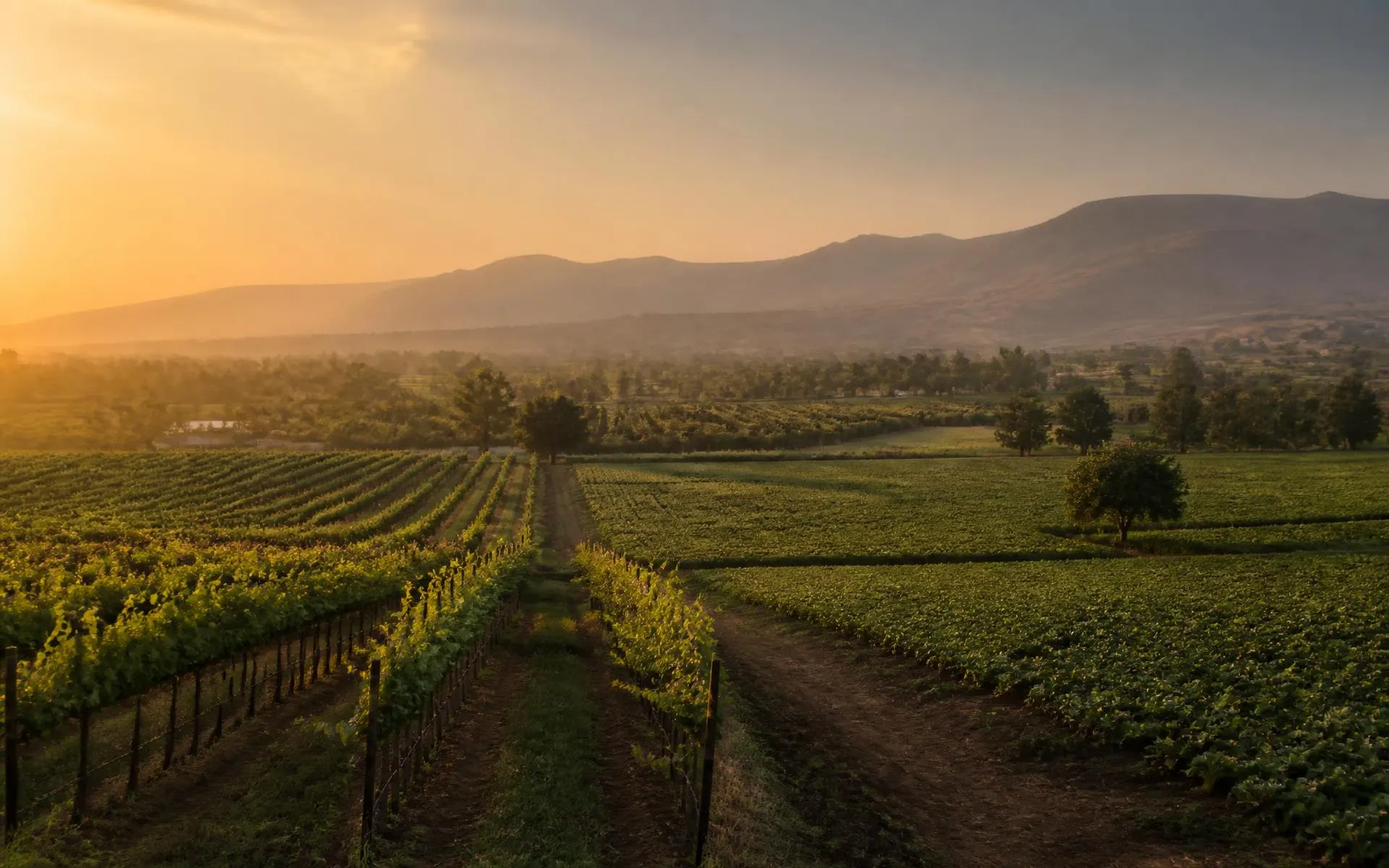 Vineyards and vegetable fields stretching towards hills in rural India at sunrise