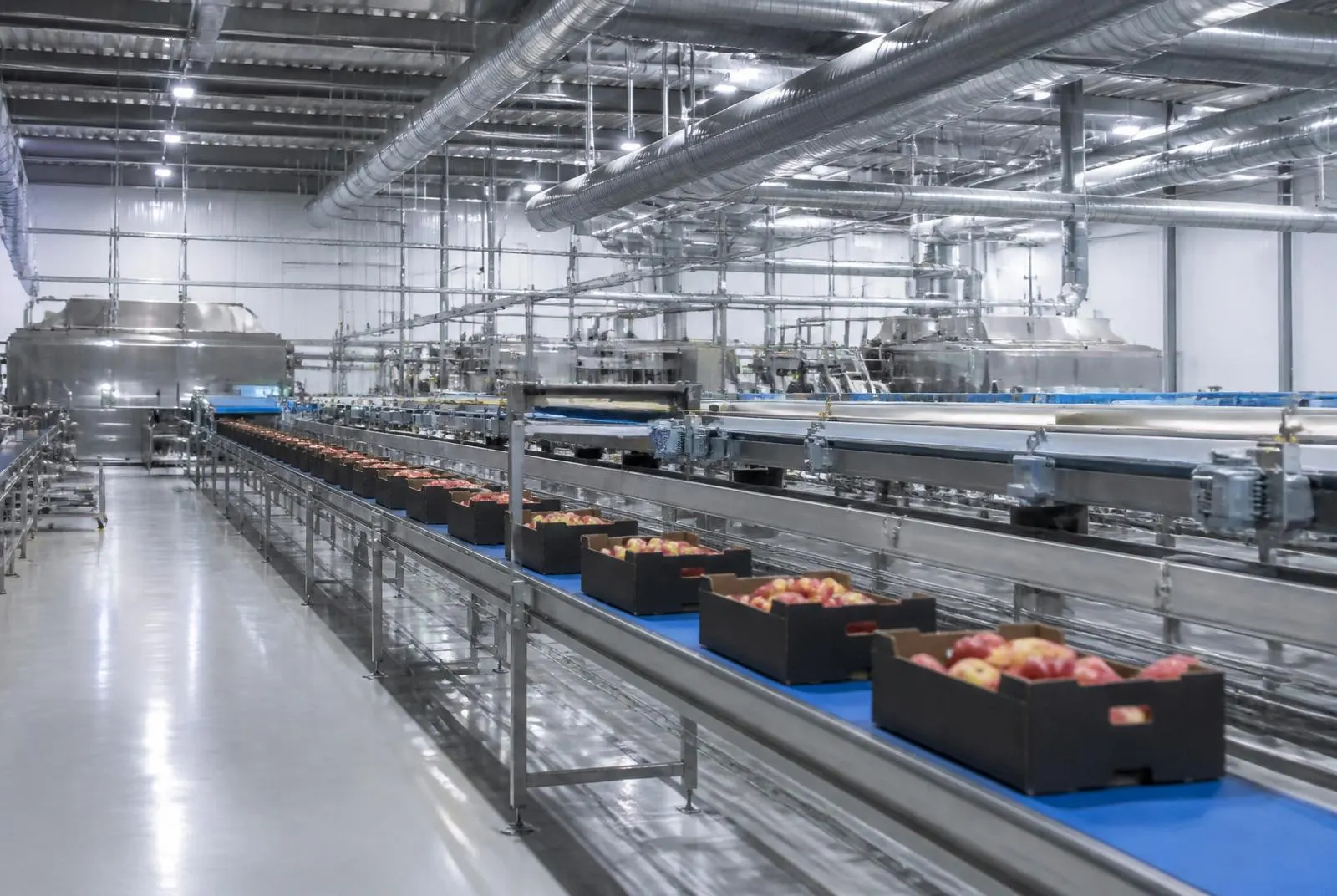 Stainless steel packing lines with conveyor belts carrying boxed fruit inside the new packhouse