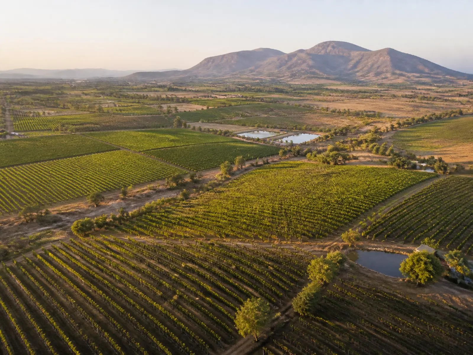 Aerial view of vineyards and farmland across the Nashik horticultural belt in Maharashtra, India