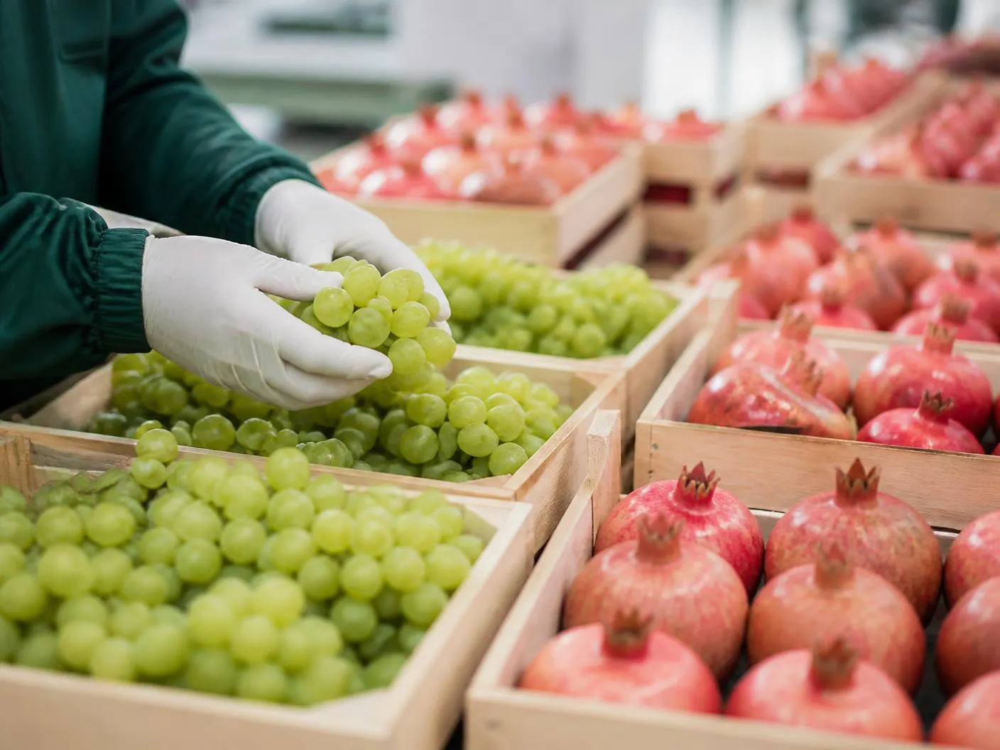 Gloved hands grading export-quality green grapes beside crates of pomegranates in a packhouse