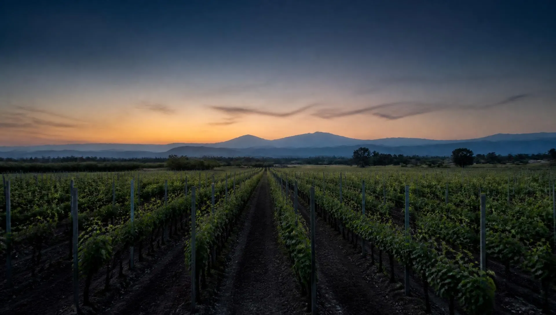 Vineyard rows at dusk with the hills of Nashik on the horizon