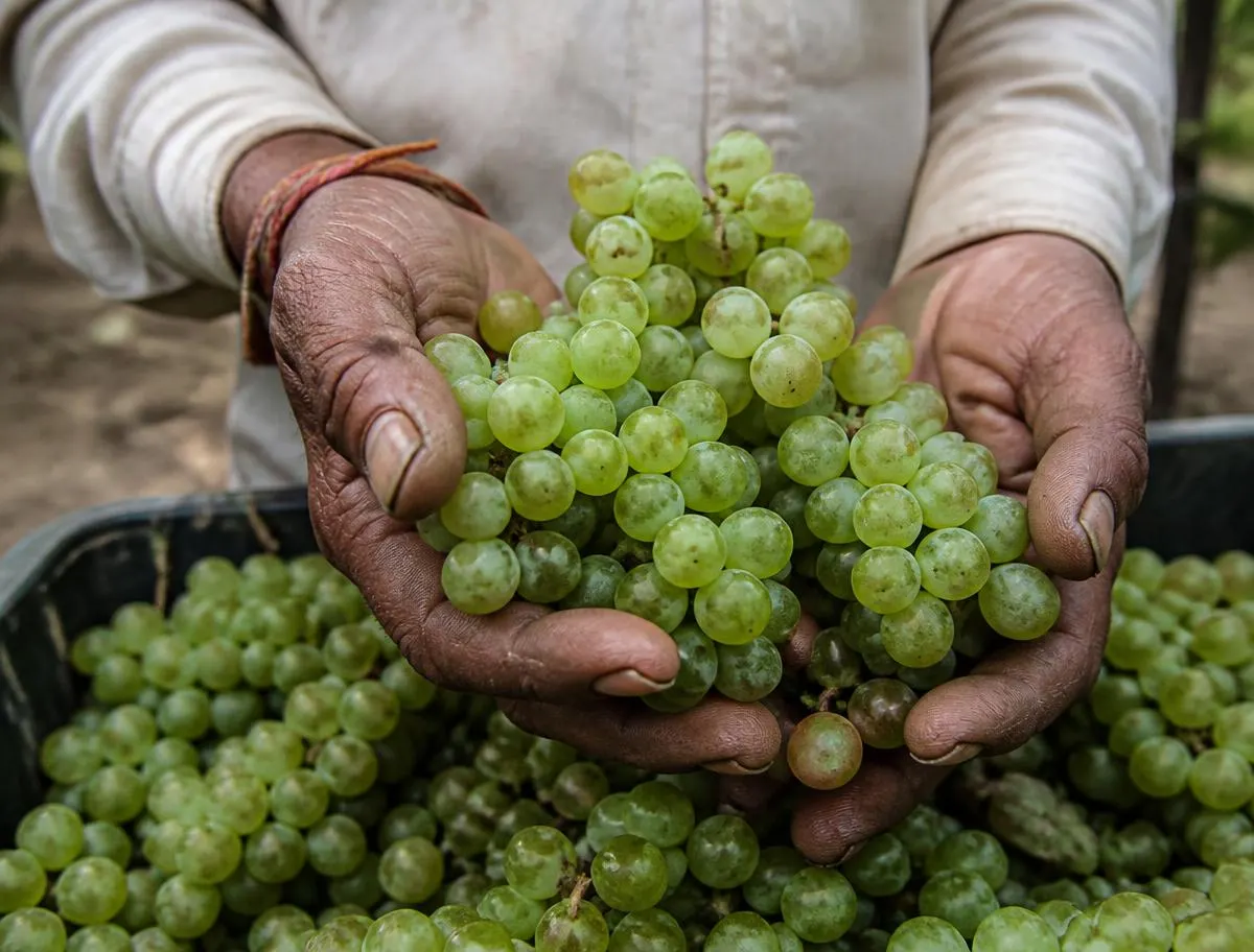 Freshly harvested green grapes held in a grower's hands above a crate
