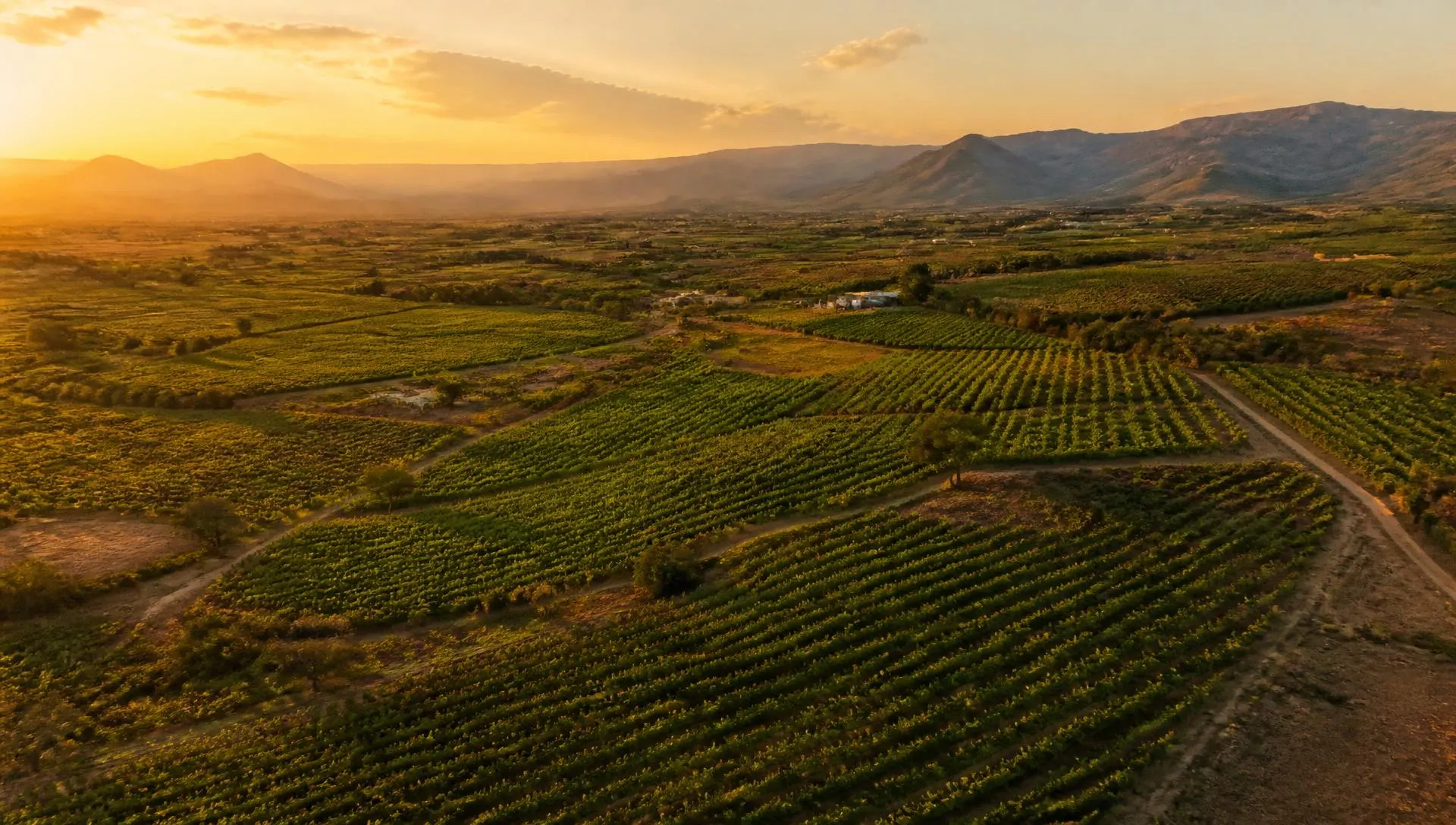 Aerial view of vineyards and farmland in the Nashik agricultural belt of Maharashtra, India at golden hour