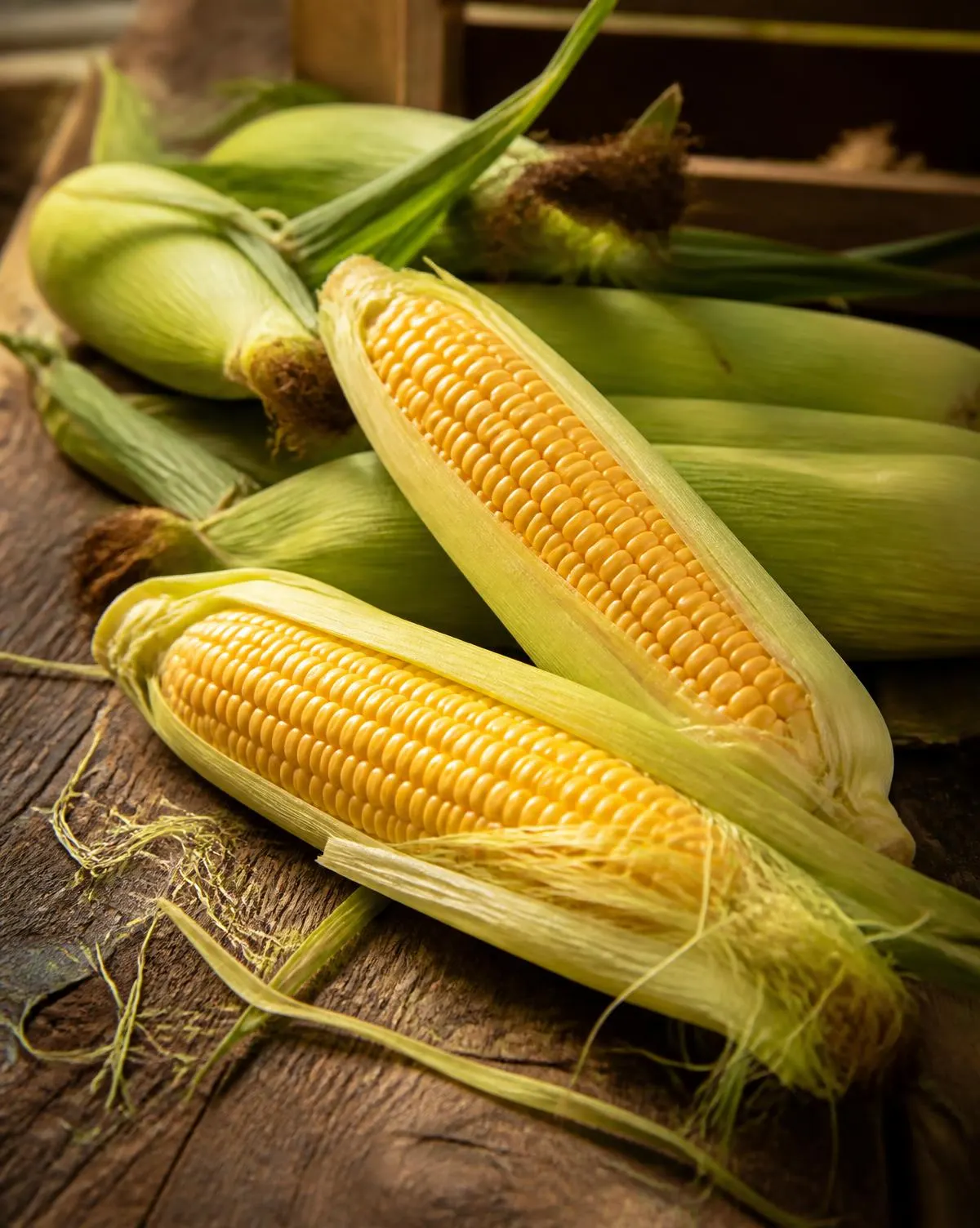 Fresh sweet corn cobs with husks partly peeled showing golden kernels