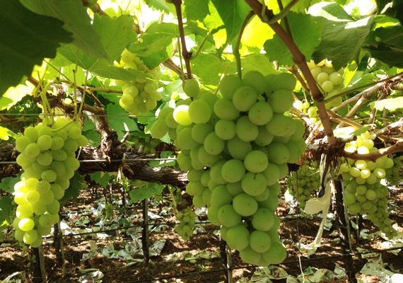 Neelay Agro