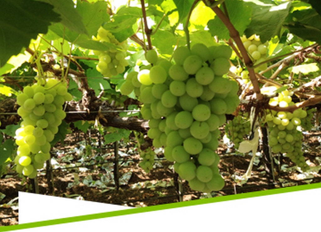 Neelay Agro
